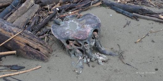 Turtles die from illegal shrimp nets from boats too close to shore.  This is wrong.